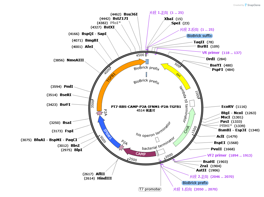 pSB1C3-FeloVance 质粒图谱